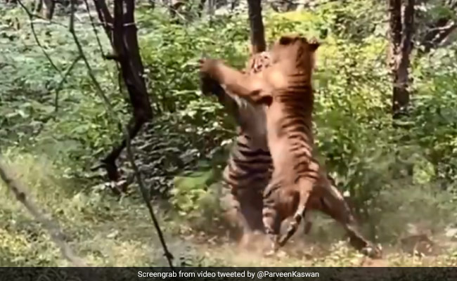 On Camera: Two Ranthambore Tigers In A "Brutal" Fight Over A Tigress