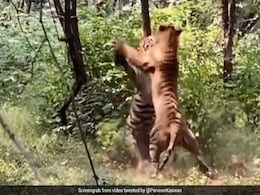 On Camera: Two Ranthambore Tigers In A "Brutal" Fight Over A Tigress On Camera: Two Ranthambore Tigers In A "Brutal" Fight Over A Tigress