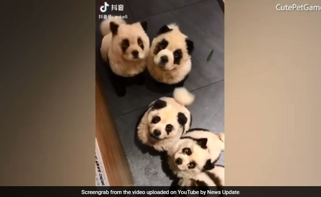 China's Panda Cafe Turns Out To Be Full Of Dyed Dogs