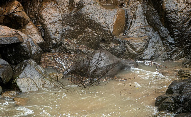 6 Elephants Drown After Slipping Off "Hell's Abyss" Waterfall In Thailand