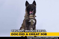 "Name Not Declassified": Trump Tweets Pic Of Dog Who Chased Baghdadi "Name Not Declassified": Trump Tweets Pic Of Dog Who Chased Baghdadi