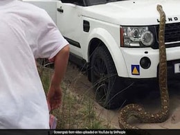 17 फुट लंबे अजगर ने किया यात्रियों पर अटैक, कार के ऊपर चढ़कर किया ऐसा... देखें VIDEO 17 फुट लंबे अजगर ने किया यात्रियों पर अटैक, कार के ऊपर चढ़कर किया ऐसा... देखें VIDEO