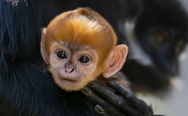 "World's Rarest" Critically-Endangered Monkey Born In Australia