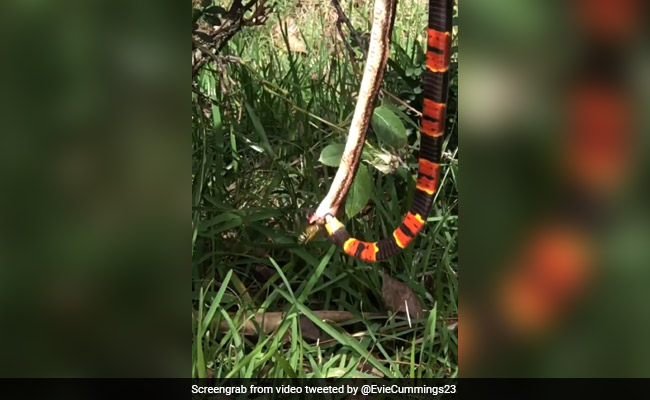 One Snake Eats Another While Getting Attacked By Wasp In "Gross" Viral Video