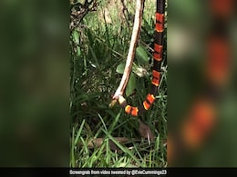 One Snake Eats Another While Getting Attacked By Wasp In "Gross" Viral Video One Snake Eats Another While Getting Attacked By Wasp In "Gross" Viral Video