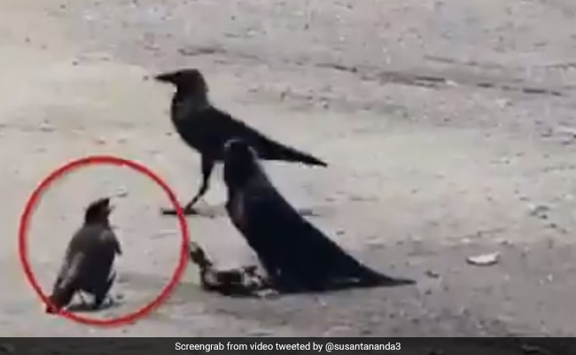 दो कौओं ने किया चिड़िया के बच्चे पर Attack तो मां ने किया ऐसा... देखें VIDEO