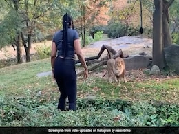 शेर के बाड़े में कूद गई महिला, चिढ़ाया तो हुआ ऐसा... वायरल हुआ ये VIDEO शेर के बाड़े में कूद गई महिला, चिढ़ाया तो हुआ ऐसा... वायरल हुआ ये VIDEO