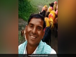 Viral Video Of Man Walking Sheep Amuses Internet. Here's Why Viral Video Of Man Walking Sheep Amuses Internet. Here's Why