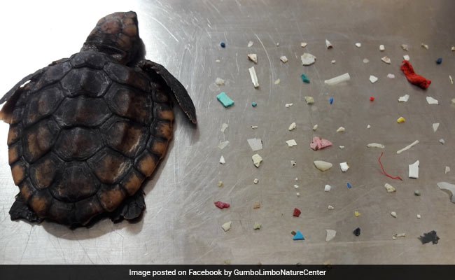 Heartbreaking Pic Shows Dead Baby Turtle Found With 104 Plastic Pieces In Belly