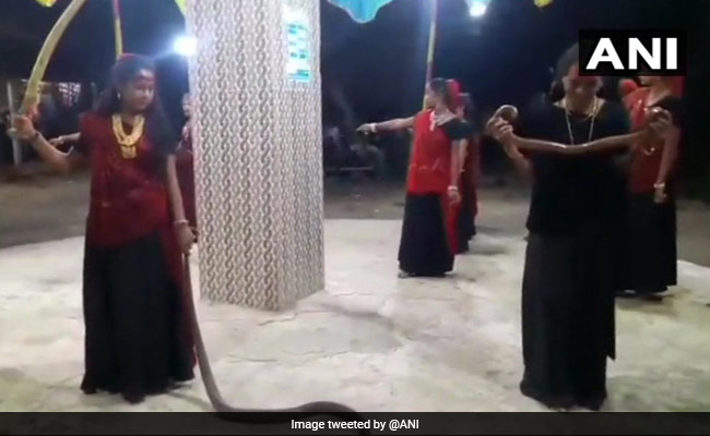 हाथ में सांप लेकर गरबा करने के आरोप में दो महिलाएं और एक युवती गिरफ्तार