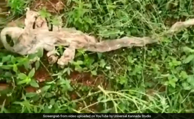 Karnataka Villagers Find 'Seven-Headed' Snake Skin. Video Is Viral
