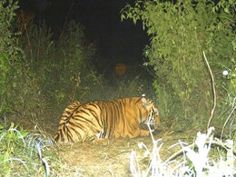How Soliga Tribals, Elephants And A Dog Found An Elusive Karnataka Tiger How Soliga Tribals, Elephants And A Dog Found An Elusive Karnataka Tiger