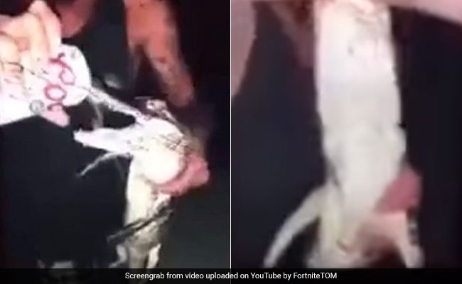 शख्स ने मगरमच्छ के बच्चे को पिलाई BEER, फिर हुआ कुछ ऐसा... देखें VIDEO