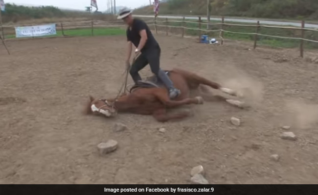 This Horse Hates Working So Much, He Plays Dead When People Try To Ride Him