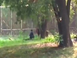 Man Sits Face-To-Face With Lion At Enclosure In Delhi Zoo, Rescued Man Sits Face-To-Face With Lion At Enclosure In Delhi Zoo, Rescued