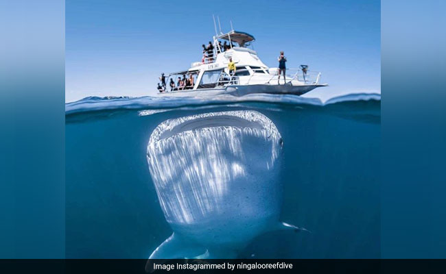 समुद्र में बोट पर मस्ती कर रहे थे लोग, नीचे से आई व्हेल शार्क और फिर...देखें Photo