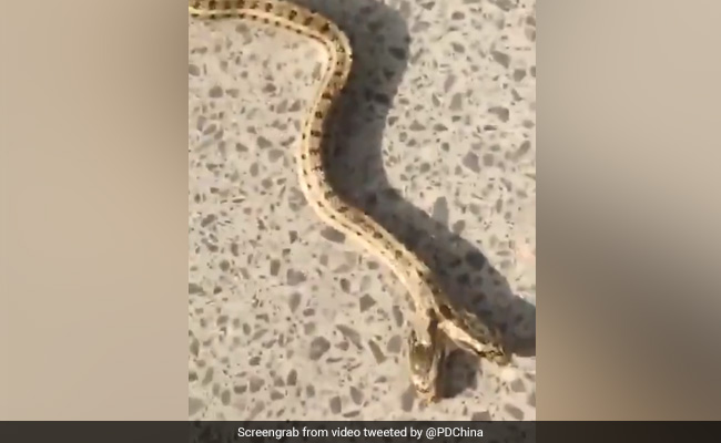 किसान के घर में घुसा दो मुंह वाला सांप, फिर किया ऐसा... वायरल हुआ VIDEO