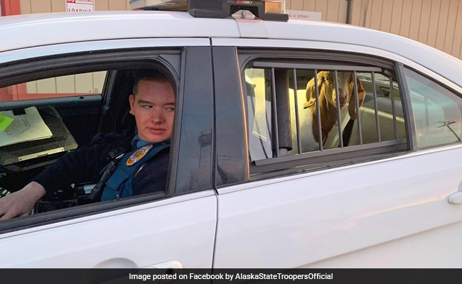 "Very Fast" Fugitive Goat Captured After Being On The Run For A Day