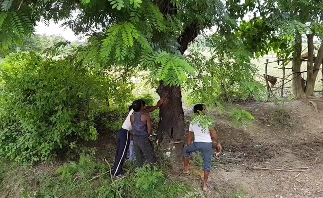 Sighting Of Tiger In Arunachal Reserve Helps Detect Illegal Timber Depots