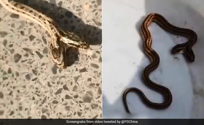 Video: Farmer Finds Two-Headed Snake, Captures It. Then...