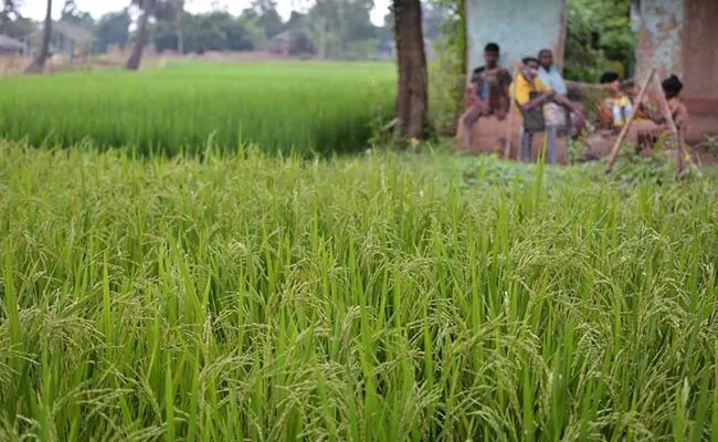 लॉकडाउन: यूपी में किसान समय पर ही काट पाएंगे अपनी फसल, हार्वेस्टर को लेनी होगी प्रशासन से मंजूरी