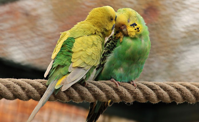 Why 13 Parrots Were Produced Before A Delhi Court
