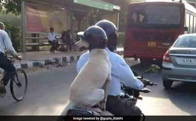 This Helmet-Wearing Dog From Delhi Has Won Twitter's Heart