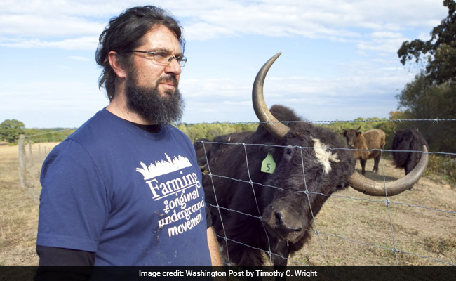 A Yak Escaped Butcher, Gained Internet Fame. Its Owners' Latest Struggle