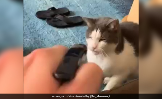 The Way This Cat Handles Punishments Is Viral. 2.6 Million Views For Clip