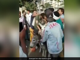 7 Bahujan Samaj Party Workers Arrested For Parading Leaders On Donkeys 7 Bahujan Samaj Party Workers Arrested For Parading Leaders On Donkeys