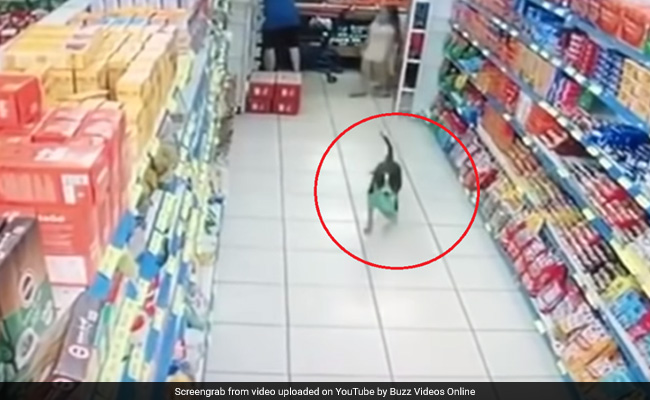 सुपरमार्केट में चोरी करने पहुंचा कुत्ता, उठाया सामान और ऐसे लगा दी दौड़, देखें Viral Video