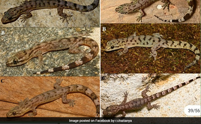 "Biodiversity Hotspot": 6 New Lizard Species Discovered In Western Ghats