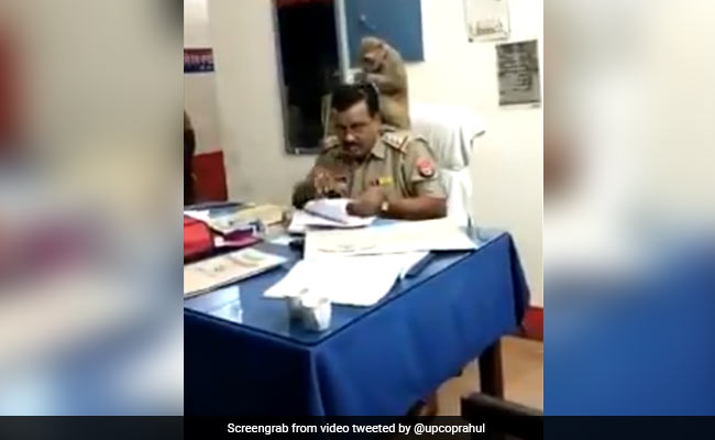 थाने के अंदर बंदर ने पुलिसकर्मी को दी 'Head Massage', वायरल हुआ ये VIDEO