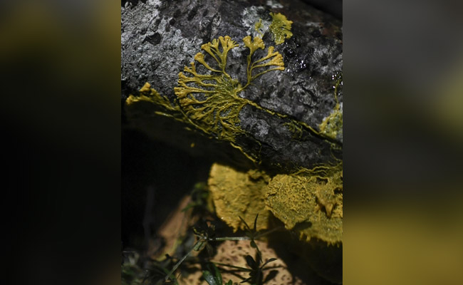 Mysterious Organism 'The Blob' Unveiled At Paris Zoo. It Has 720 Sexes
