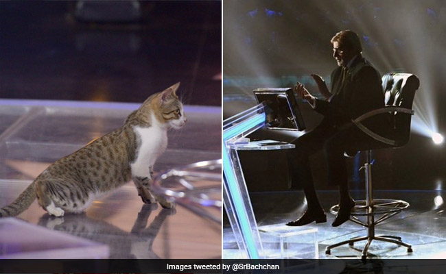 'कौन बनेगा करोड़पति' के सेट पर आई बिल्ली, अमिताभ बच्चन ने फोटो शेयर कर कहा- बिल्ली खेलने चली KBC...