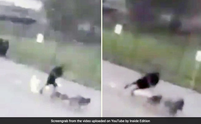 कुत्तों को घुमा रहा था शख्स, अचानक उन पर गिरी बिजली और फिर... देखें Shocking Video