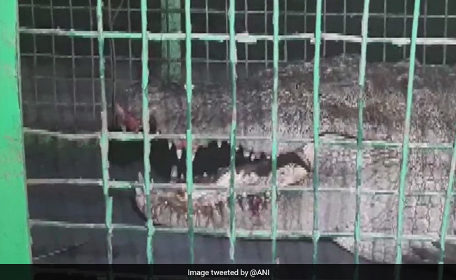 8-Foot-Long Crocodile Rescued From Palace In Gujarat
