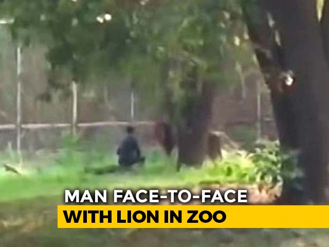 Man Sits Face-To-Face With Lion At Enclosure In Delhi Zoo, Rescued