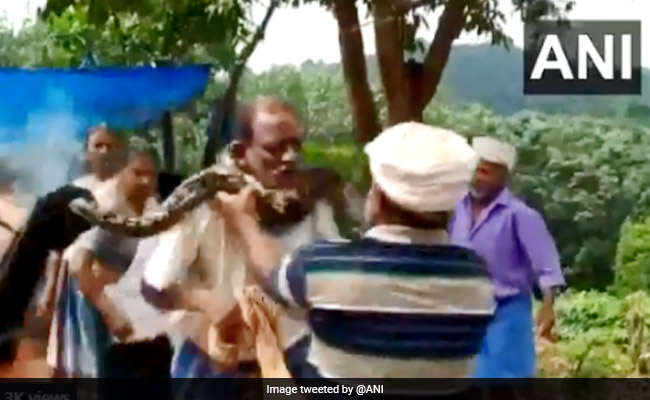 Python Coils Itself Around Kerala Man's Neck In Horrifying Video