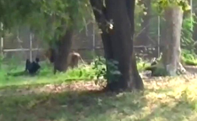 Delhi Zoo Director Transferred Hours After Man Rescued From Lion's Enclosure