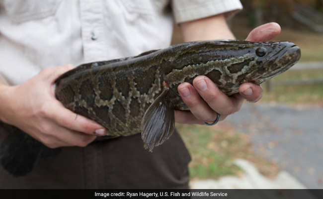 There's A Fish That Can Live On Land. Officials In US State Want It Dead