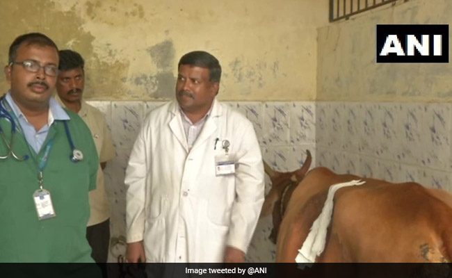 52 Kg Plastic, Needles And Coins Removed From Cow's Stomach In Tamil Nadu