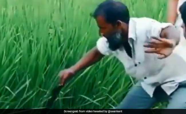 Man Pulls 'Snake' From Grass. 2 Million Views For Video With Funny Twist