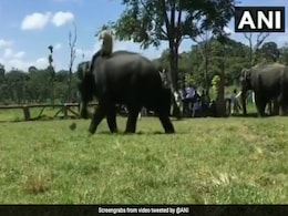 Watch: Elephants From Mysore Dasara Parade Play Football At Camp Site Watch: Elephants From Mysore Dasara Parade Play Football At Camp Site