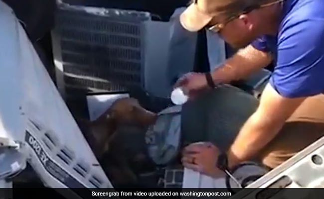 "Miracle": Dog Found Alive Under Rubble A Month After Hurricane Dorian