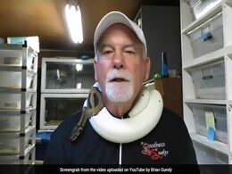 Thieves Run Away With Man's Bag. Inside Were Four Pythons Thieves Run Away With Man's Bag. Inside Were Four Pythons