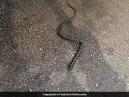 'सांप' को देखकर चीख पड़ी महिला, पास जाकर देखा तो रह गई हैरान... 'सांप' को देखकर चीख पड़ी महिला, पास जाकर देखा तो रह गई हैरान...