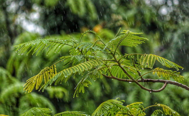 Weather Officials Issue "Orange", "Yellow" Alerts For Kerala Districts