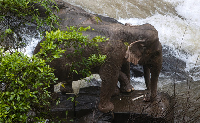 Baby Elephant Drowned In A Waterfall. Another 5 Died Trying To Save It