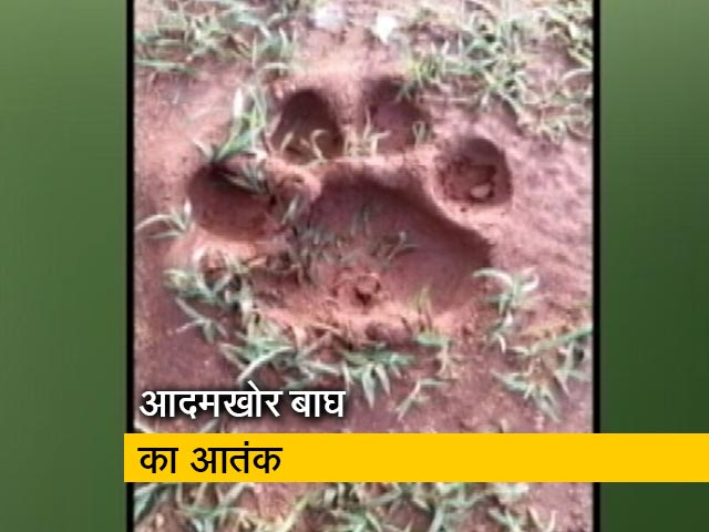 बंदीपुर टाइगर रिजर्व के आसपास इलाके में बाघ का आतंक